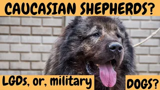The CAUCASIAN SHEPHERD DOGS - a Shepherd Dog, or a Soviet Military Machine? DogCastTV!