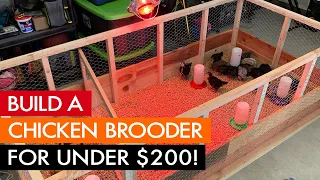 Build a chicken brooder for under $200