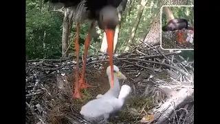 STORKLET EATS LITTLE BROTHER. SORRY #2, NOT ENOUGH SIBLINGS TO GO AROUND