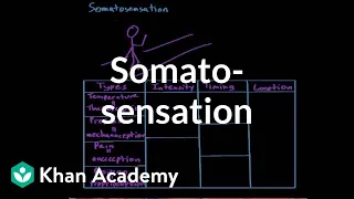 Somatosensation | Processing the Environment | MCAT | Khan Academy