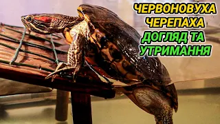 Червоновуха черепаха - догляд та утримання в домашніх умовах