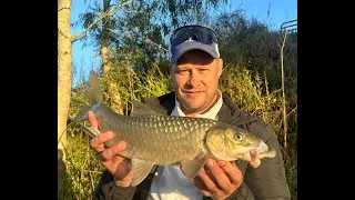 Catching the Strongest fresh water fish!!! Natal yellow on micro lures....