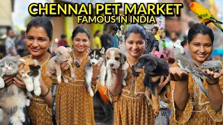 Chennai pet market with contact details| LIKE NEVER BEFORE🤯