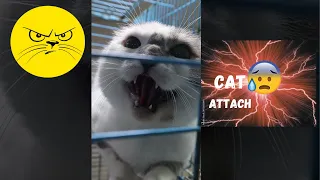 Angry Cats moments at the Vet !!
