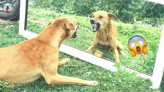 Funniest Animals Video - Best Cats😹 and Dogs🐶 Videos 2022 Compilation! 01 # (185)