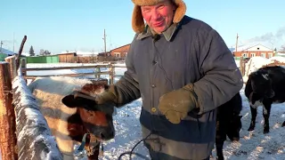 фермер в деревне ведущий канала Бажениты отвечает на вопросы