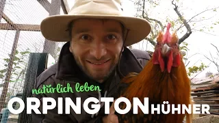 Orpington Hühner halten - vom Ei zum Küken zum Huhn