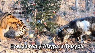 Новый год у Амура и Тимура