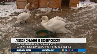 Лебеди зимуют в безопасности