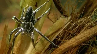 The Raft Spider is the Perfect Underwater Predator | Deadly 60 | Earth Unplugged