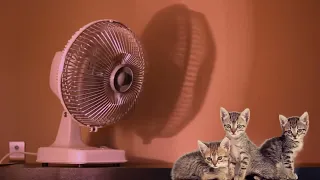 ►10 hours of Box Fan White Noise Sounds for Sleeping Medium Speed with Cute Kitten, 4K Window Fan