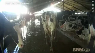 Undercover Videos Show Alleged Abuse at Organic Dairy Farm