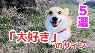 知っておくべき愛犬のサイン【コーギー】 Signs of your dog you should know