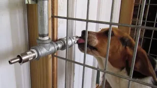 Gravity Waterer for Beagle Kennel
