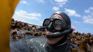 Crayfish diving in Hermanus, South Africa.