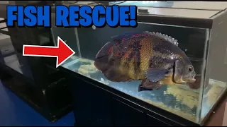 FISH RESCUE! Saving HUGE MONSTER OSCAR FISH from certain DEATH!