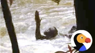 Orangutan Trapped In Rapids Gets Saved | The Dodo