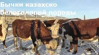 Бычки казахско-белоголовой породы (часть 1)/Kazakh white-headed breed of beef cows (ENG SUB)