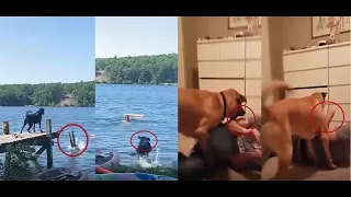 Loyal Dogs Reaction When Their Owner Playing Dead 🐶👨‍👩‍👧‍👦  - Dog Protects Owner Compilation - 21