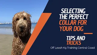 How To Pick The Perfect Collar For Your Dog | Tips and Tricks