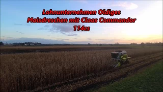 Maisdreschen 2017 mit Claas Commandor 114cs auf Ketten