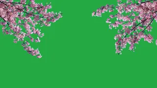 Cherry blossom green screen