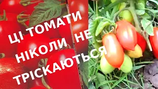 ХОЧЕТЕ, ЩОБ КОНСЕРВОВАНІ ПОМІДОРИ  БУЛИ ЯК СВІЖІ!? 🍎 Посійте ці ГІБРИДИ!