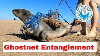 Baby Seal TRAPPED IN GHOSTNET Entanglement