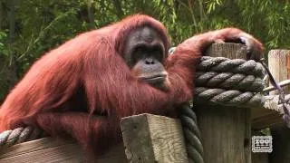 Zoo Atlanta's Great Ape Babies