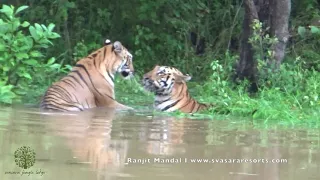 The Beauty of Monsoon Safari at Tadoba