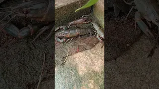 CRAYFISH Chillaxing Out of Water 🦐 #crayfish