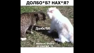 Говорящий кот. Кот матерится на другого кота.