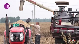 Heavy rain disrupts wheat harvest in central China's Henan Province