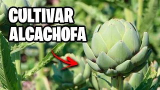 Como Plantar ALCACHOFA con Éxito 😍 Consejos y Trucos | La Huerta de Ivan