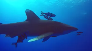 mar rojo (tiburón puntas blancas)