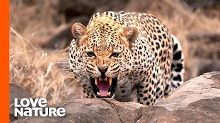 Leopard vs. Lion Pride | Predator Perspective | Love Nature