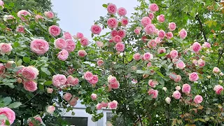 Большая прогулка по моему саду 09.06.23. Все розы с названиями. Пятигорск, зона зимостойкости 6б-7а.