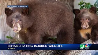 Gold Country Wildlife Rescue receives support as new facility is nearly complete