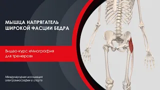 Напрягатель широкой фасции бедра