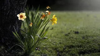 GURLITT - Spring Flowers - Daffodil (Narciso) - Opus 215 No. 4 - Efraín García, piano