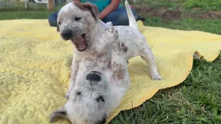 Dog and her puppies dumped on dark Florida road