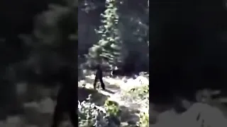 BIGFOOT IN THE FOREST - SASQUATCH SIGHTING