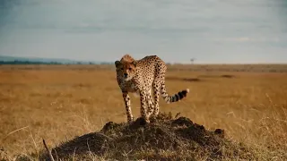 The Serengeti Rules  -  Full Trailer