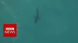 Surfer's close encounter with shark... again - BBC News