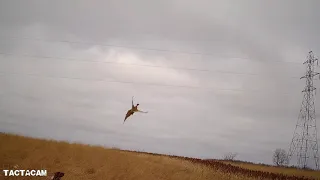 OHIO PHEASANT HUNT 2020 ELK RIDGE HUNT CLUB