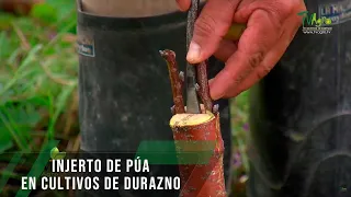 Injerto de púa en cultivos de durazno - TvAgro por Juan Gonzalo Angel Restrepo