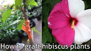 How to graft hibiscus plant