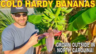 GROWING BANANAS In COLD CLIMATES: My Secret Method!