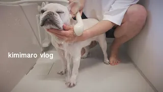 sub)[Vlog] French Bulldog Kotatsu shower in the bath [Will dogs touch the wall? Experiment]