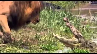 Грозный лев против крокодила Видео)